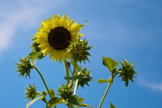 sunflowerandcicada.jpg
